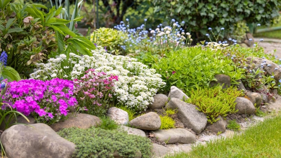Rock garden filled with a mix of flowering plants, groundcovers, and succulents displaying pink, white, and blue blooms alongside green and silvery textured foliage.