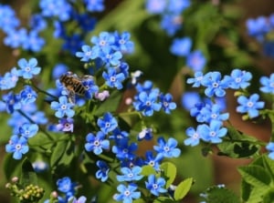 Sky-blue flowers with yellow centers on thin green stems are visited by a bee above soft, lance-shaped leaves, suggesting seeds to sow before snow for spring bloom.