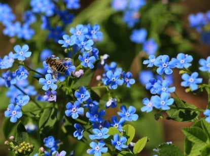 Sky-blue flowers with yellow centers on thin green stems are visited by a bee above soft, lance-shaped leaves, suggesting seeds to sow before snow for spring bloom.
