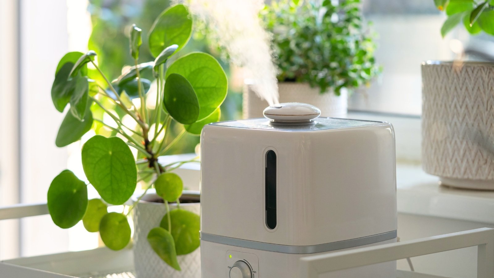 Small Pilea plant with round, textured green leaves growing in a pot on a white metal cart near a working humidifier, surrounded by other houseplants on the windowsill.
