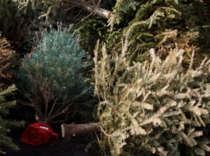 A close-up and overhead shot of a large pile of several discarded ornamental plants, showcasing compost christmas tree