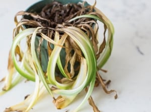 A close-up and overhead shot of a potted and severely damaged indoor plant, showcasing how to save dying spider plant