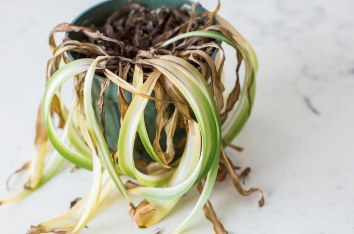 A close-up and overhead shot of a potted and severely damaged indoor plant, showcasing how to save dying spider plant