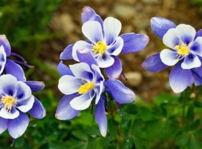 A close-up and overhead shot of a small composition of blooming purple-blue colored flowers, showcasing the best perennials winter sow