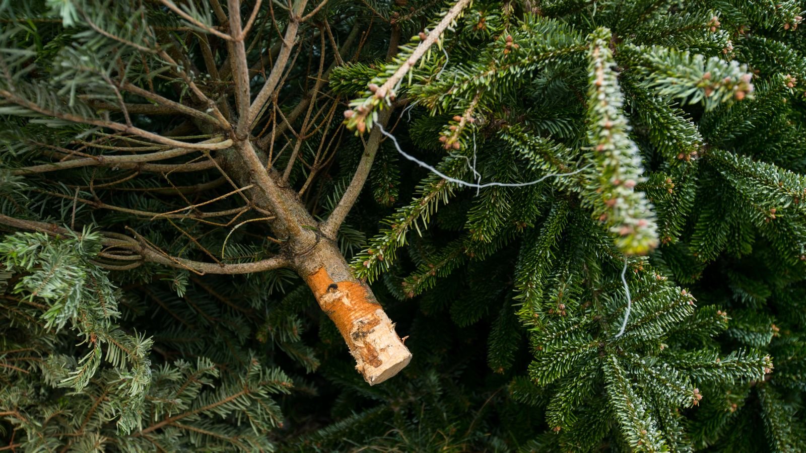 A close-up and overhead shot of several pieces of large plants, piled up on top of each other, all situated in a well lit area outdoors