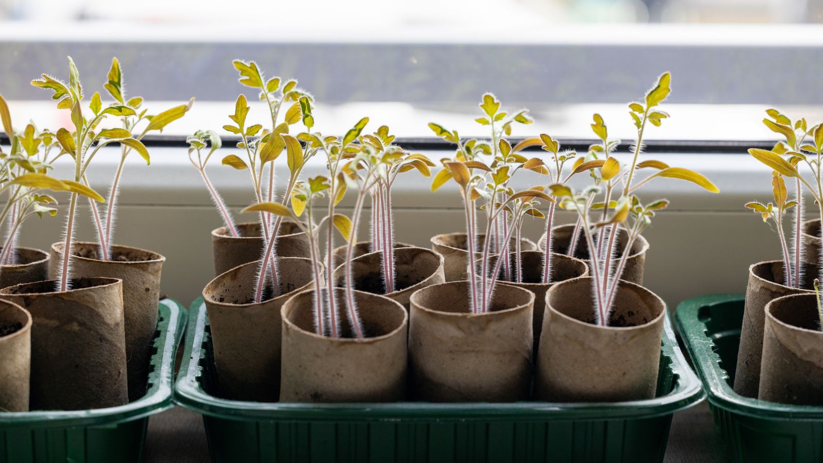 A close-up shot of a composition of DIY containers with developing seedlings, all situated on a windowsill indoors
