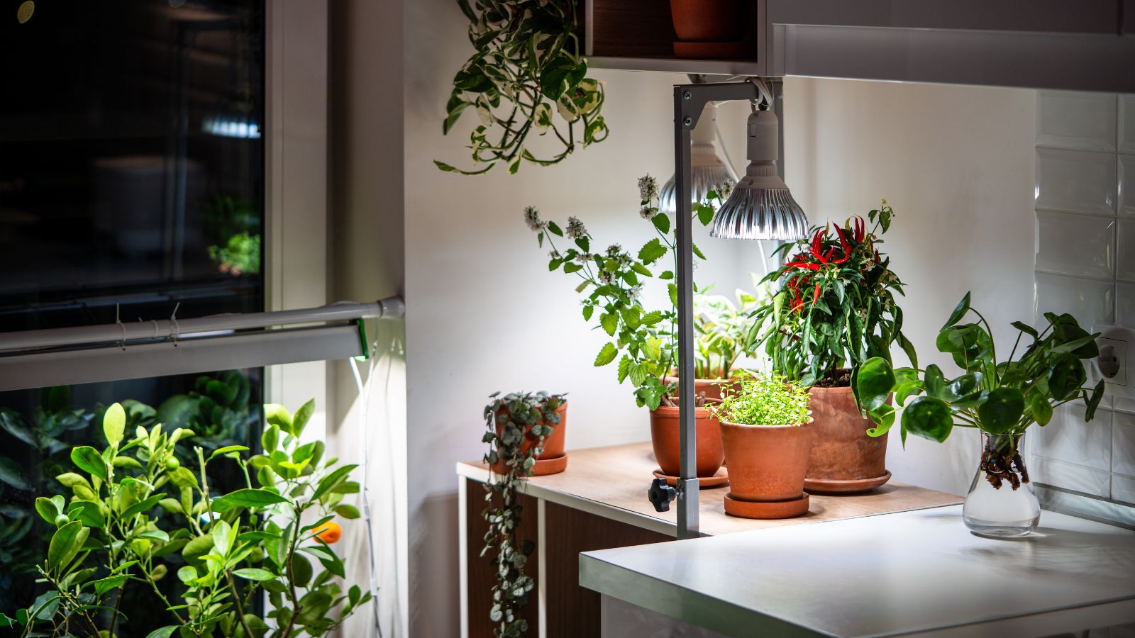 A close-up shot of a composition of potted indoor plants, placed on a countertop, basking in artificial lighting indoors