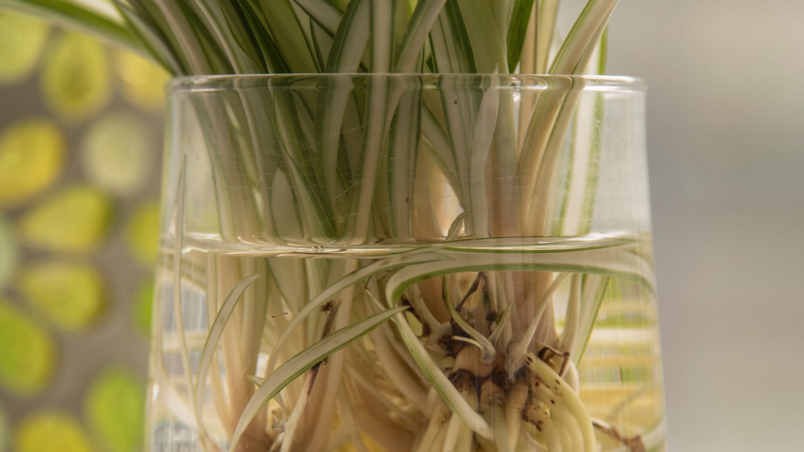 A close-up shot of a composition of rooted houseplants placed in a container, all situated in a well lit area indoors