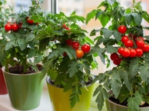 A close-up shot of a compositon of a row of developing cherry tomato crops, placed on pots, showcasing which vegetables to start windowsill january