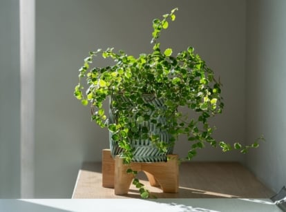 A close-up shot of a developing, potted indoor plant, placed on a countertop, showcasing how to provide bright indirect light houseplants