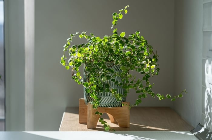 A close-up shot of a developing, potted indoor plant, placed on a countertop, showcasing how to provide bright indirect light houseplants