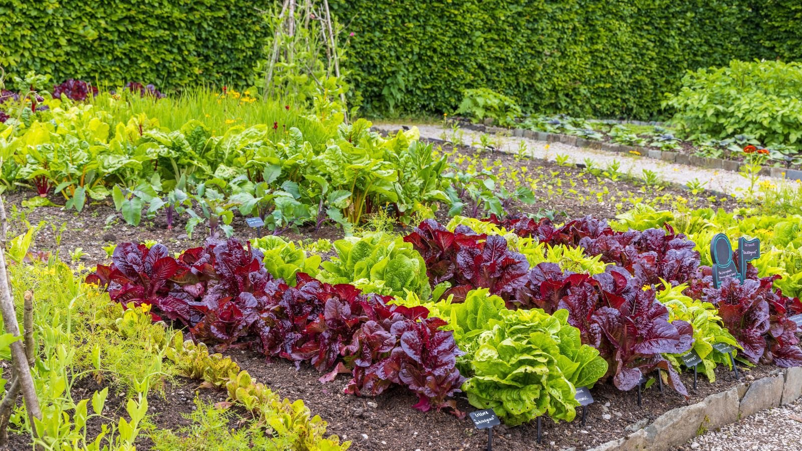 A close-up shot of a large composition of developing leafy crops, all placed on a bed, in a well lit area outdoors
