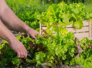 A close-up shot of a person in the process of harvesting several leafy green crops, showcasing how to grow salad garden january