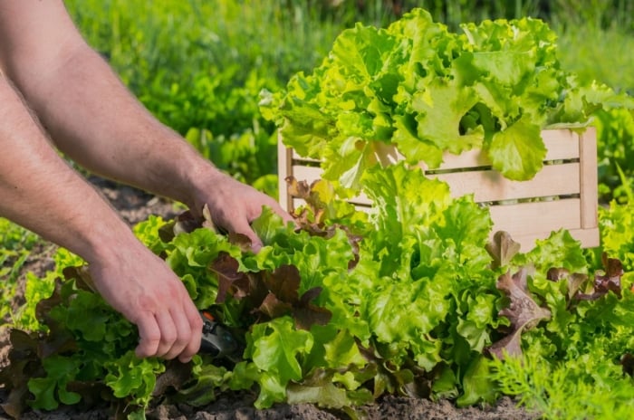 A close-up shot of a person in the process of harvesting several leafy green crops, showcasing how to grow salad garden january
