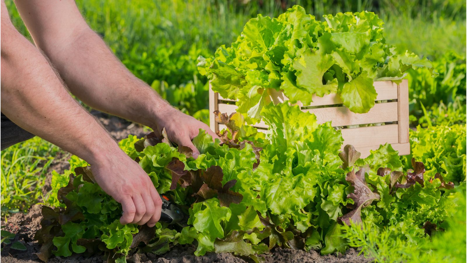 How to Grow a Salad Garden in January How to Grow a Salad Garden in January