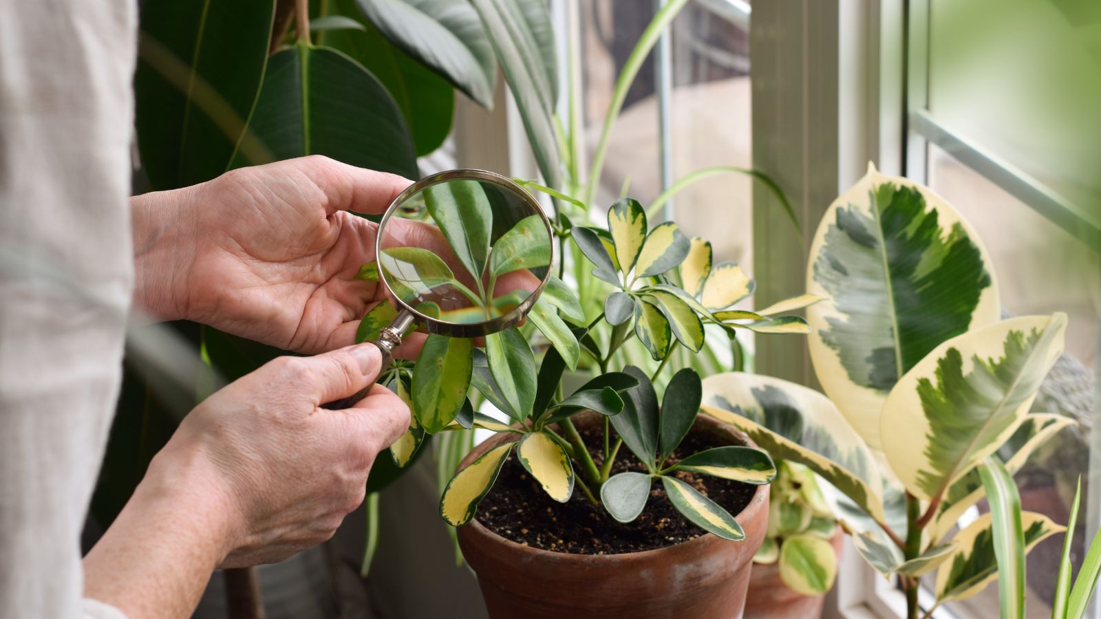 A close-up shot of a person in the process of inspecting leaves of a potted plant using a magnifying glass, all situated in a well lit area indoors