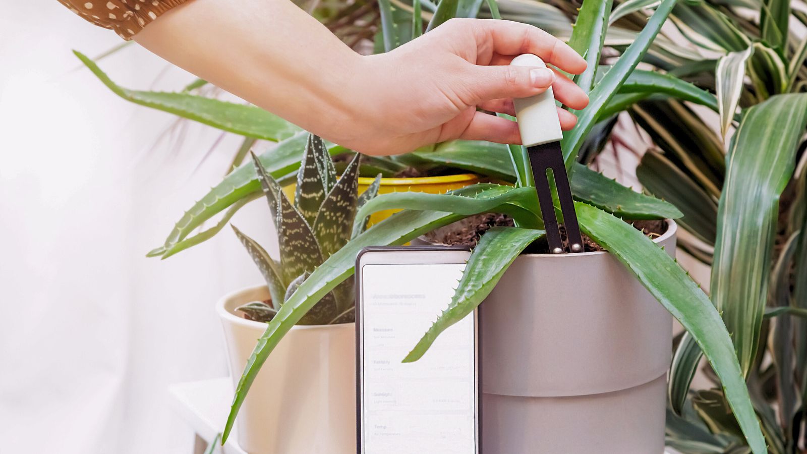 A close-up shot of a person in the process of placing a soil sensor to a potted houseplant, with a phone placed alongside them, all situated in a well lit area indoors