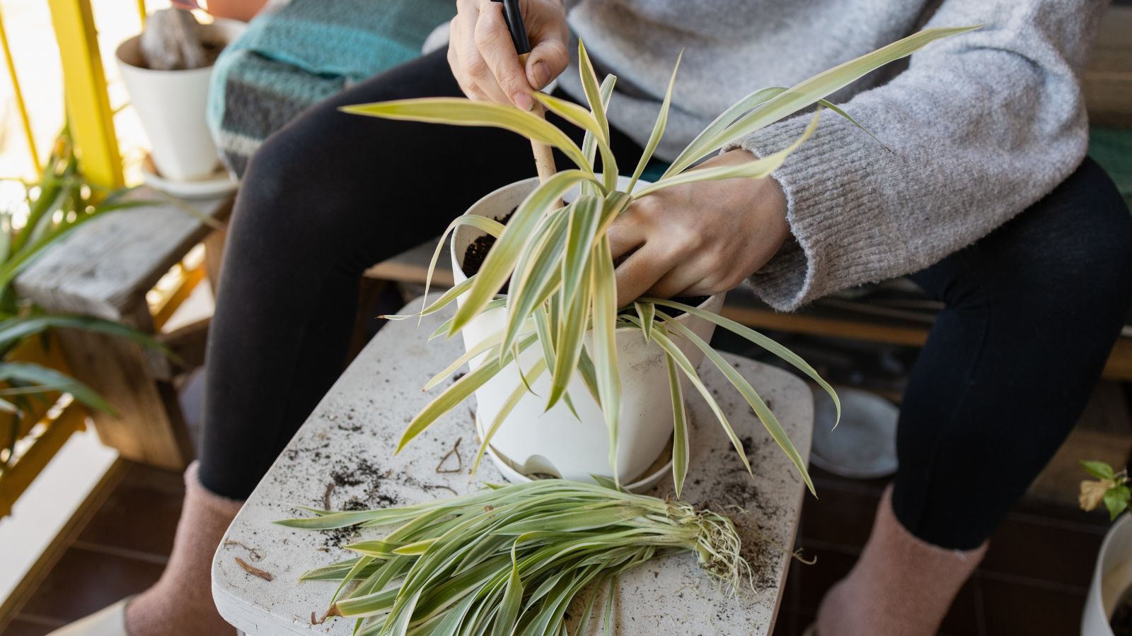 A close-up shot of a person in the process of repotting an indoor foliage in a large pot, all situated in a well lit area indoors