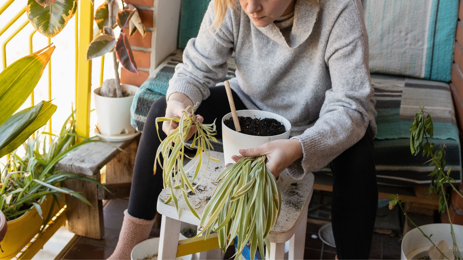 A close-up shot of a person in the process of repotting an indoor foliage, placed it in a large white colored pot in a well lit area indoors