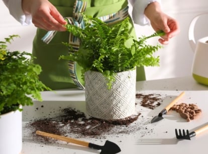 A close-up shot of a person in the process of tending to a potted houseplant, placed on a table alongside several garden tools, showcasing boston fern winter care