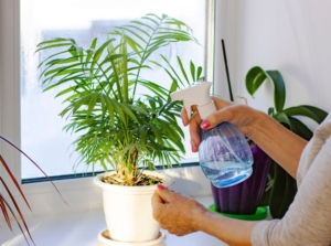 A close-up shot of a person in the process of tending to an infested plant, showcasing how to keep your houseplants bug free