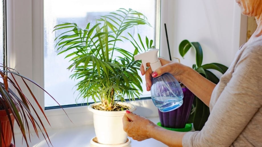 A close-up shot of a person in the process of tending to an infested plant, showcasing how to keep your houseplants bug free
