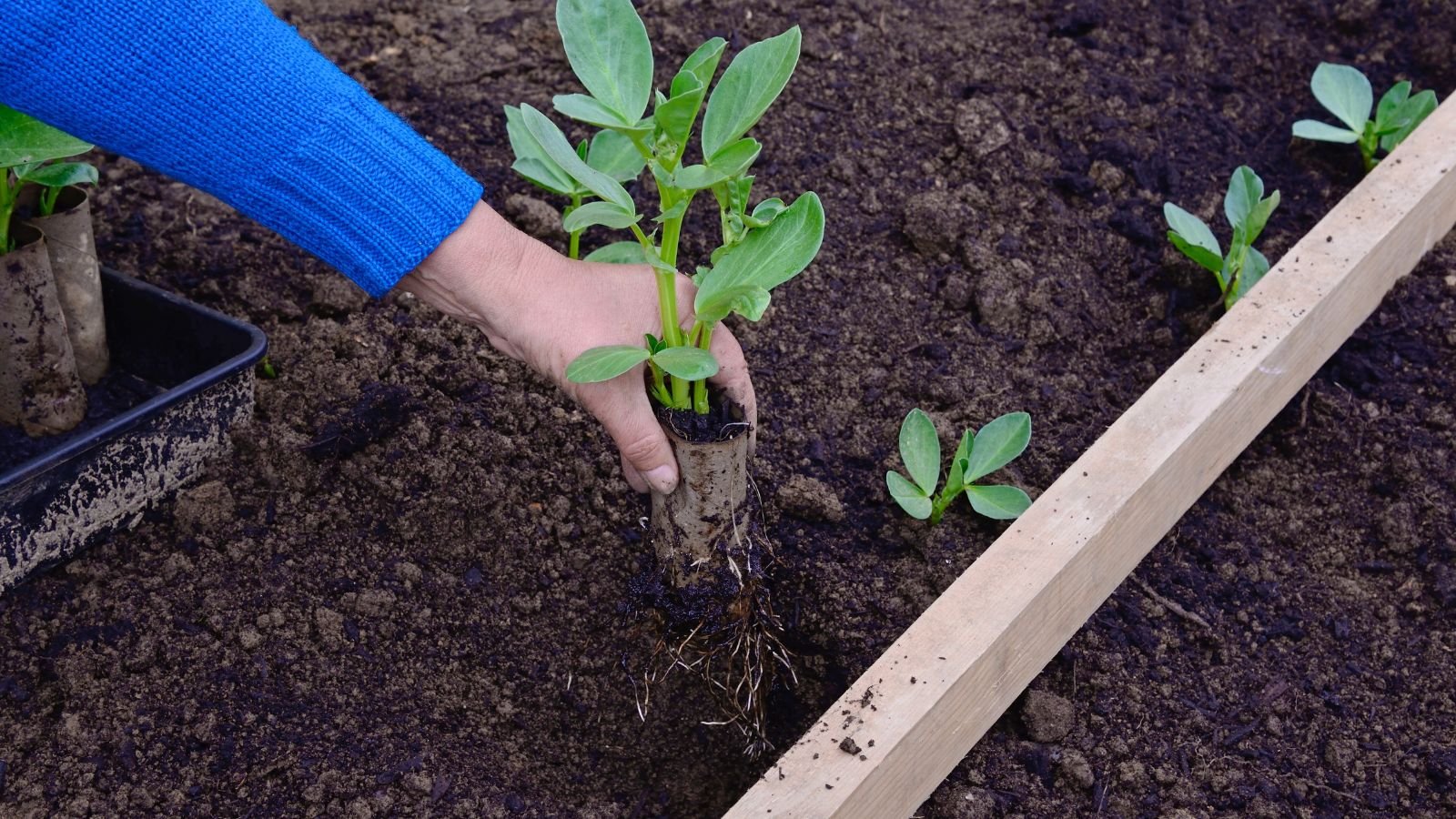 A close-up shot of a person in the process of transplanting a developing seedling, growing on a DIY container, all situated in a well lit area outdoors