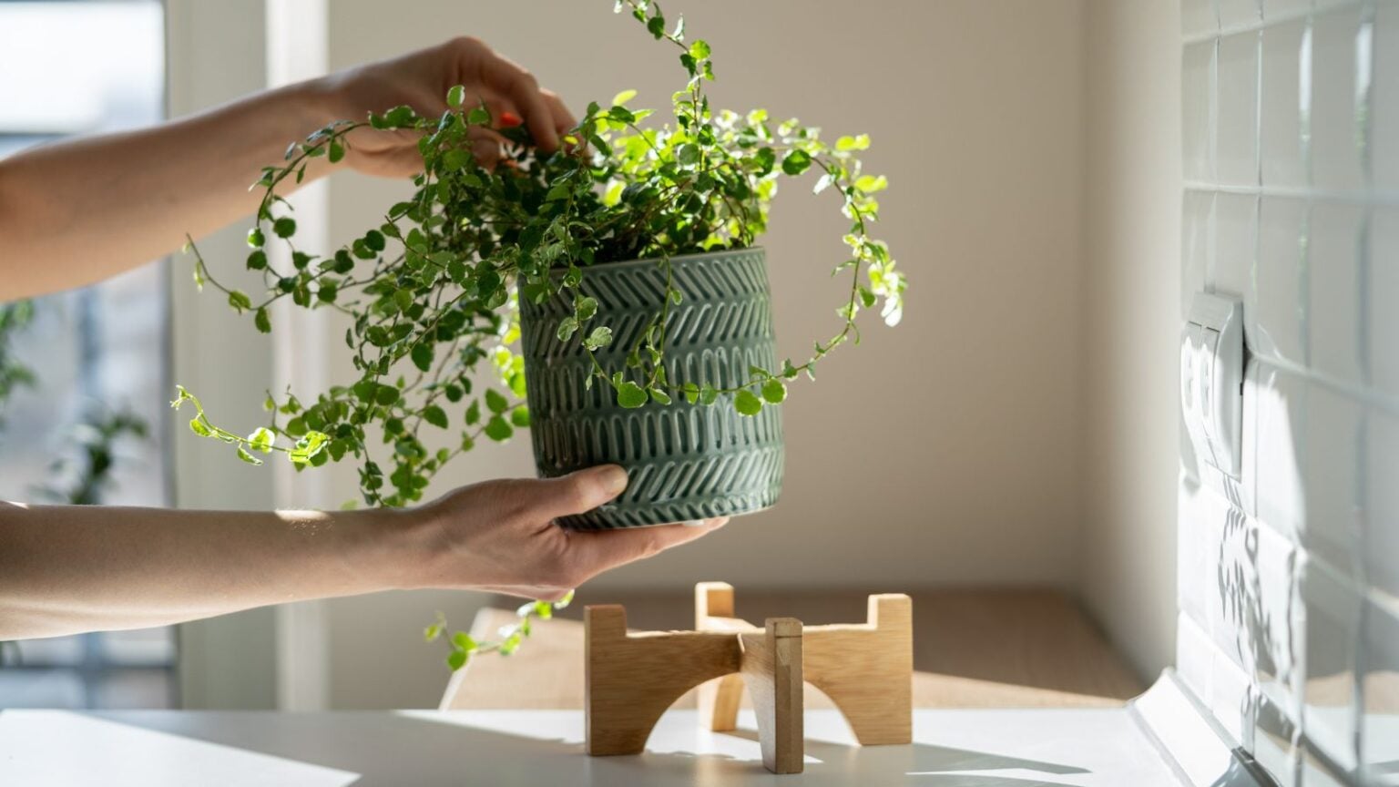 How to Create Bright, Indirect Light for Thriving Houseplants