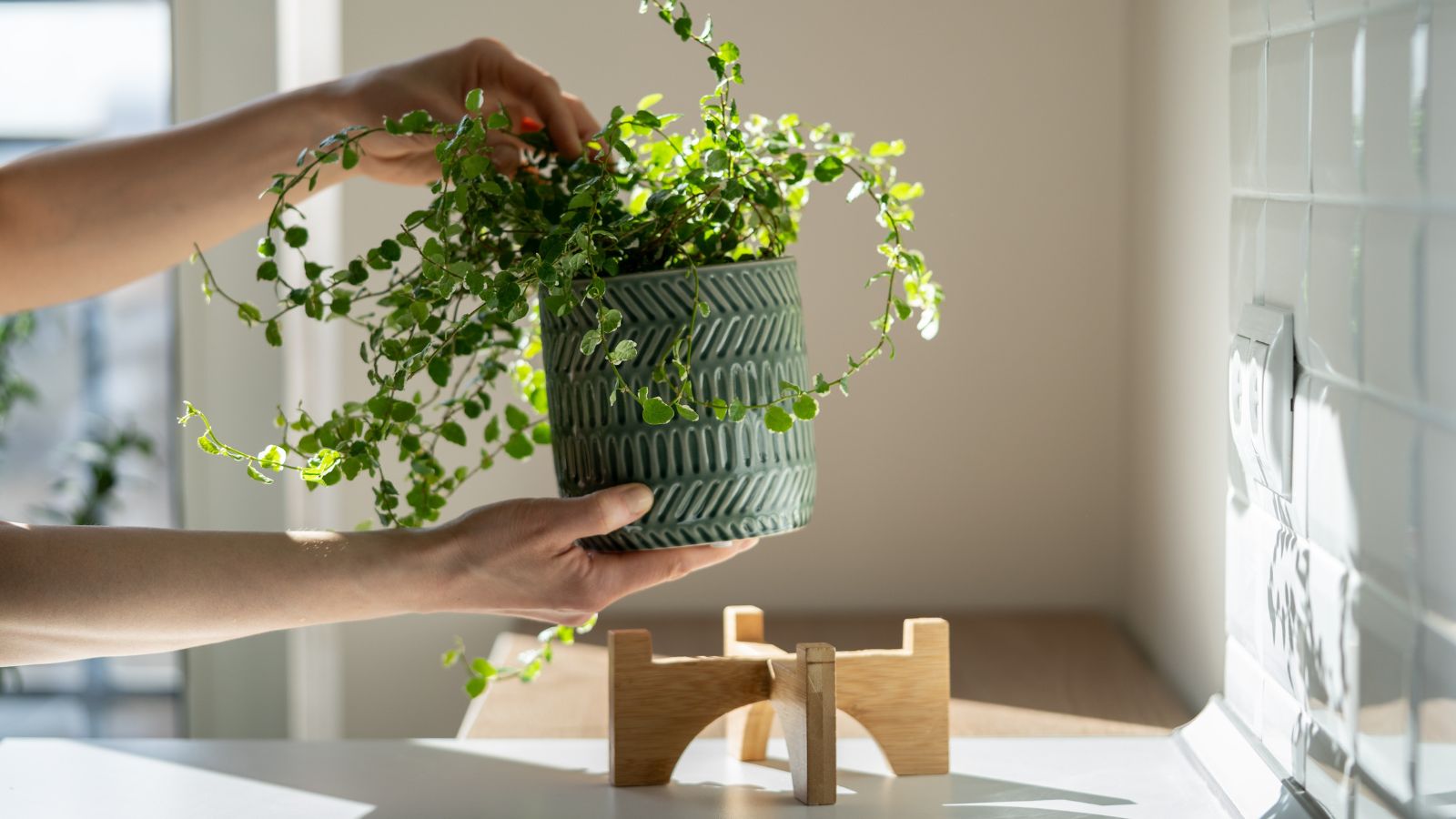 A close-up shot of a person's hands in the process of moving a potted plant away from the window, placing it on a wooden stand on a countertop indoors