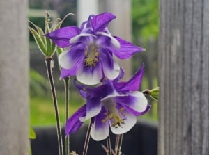 A close-up shot of a small composition of bluish-purple colored flowers on top of slender stems, alongside wooden fences, showcasing native plant seeds winter