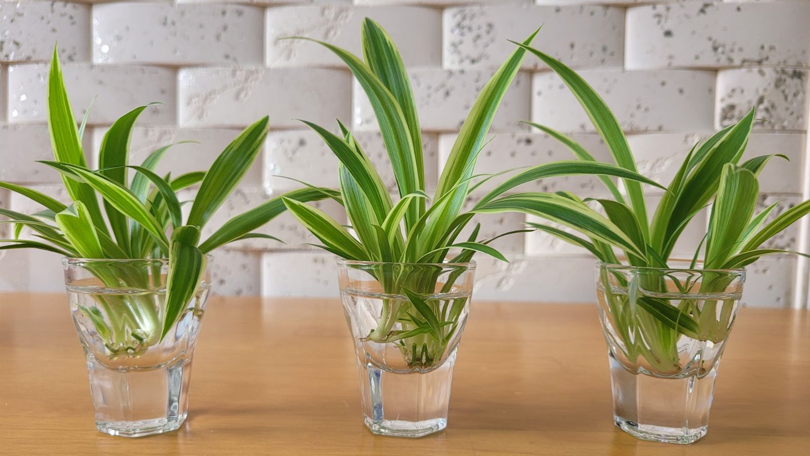 A close-up shot of a small composition of developing and rooted houseplants, all placed on small glass containers with liquid, all situated in a well lit area indoors
