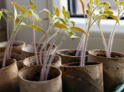 A close-up shot of a small composition of developing seedlings of a crop, all placed in DIY containers, showcasing how to start seeds toilet paper rolls