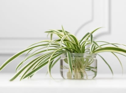 A close-up shot of a small composition of light-green colored, slender leaves of a houseplant, showcasing how to grow spider plants in water