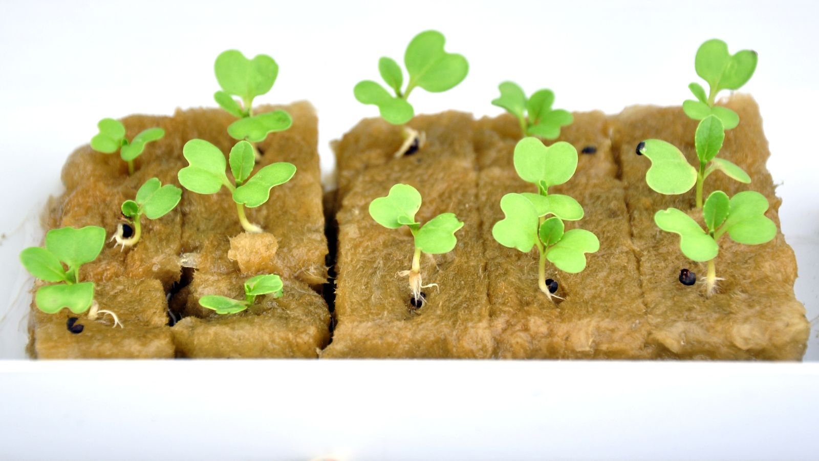 A close-up shot of a small composition of sprouted seedlings, all placed on a small white container in a well lit area indoors
