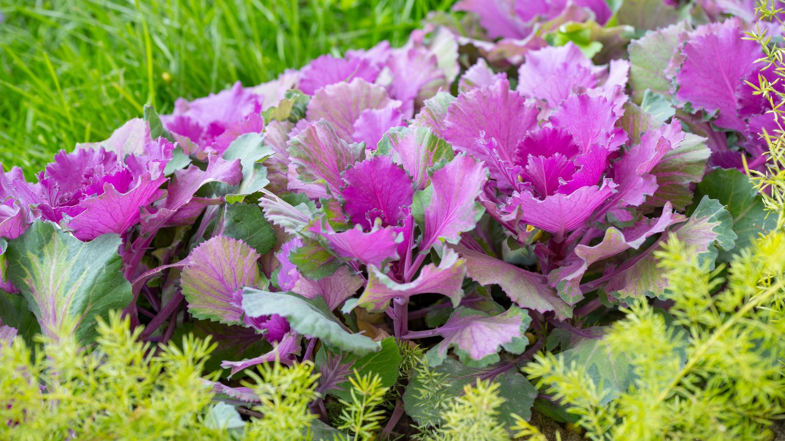 A close-up shot of a small composition of vibrant purple flowering kale crops alongside other crops, all situated in a well lit area outdoors