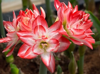 A close-up shot of a small composition of vibrant white and red colored blooms, showcasing fragrant amaryllis varieties