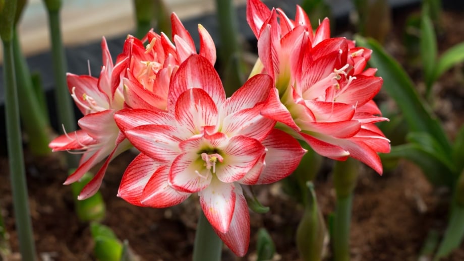 A close-up shot of a small composition of vibrant white and red colored blooms, showcasing fragrant amaryllis varieties