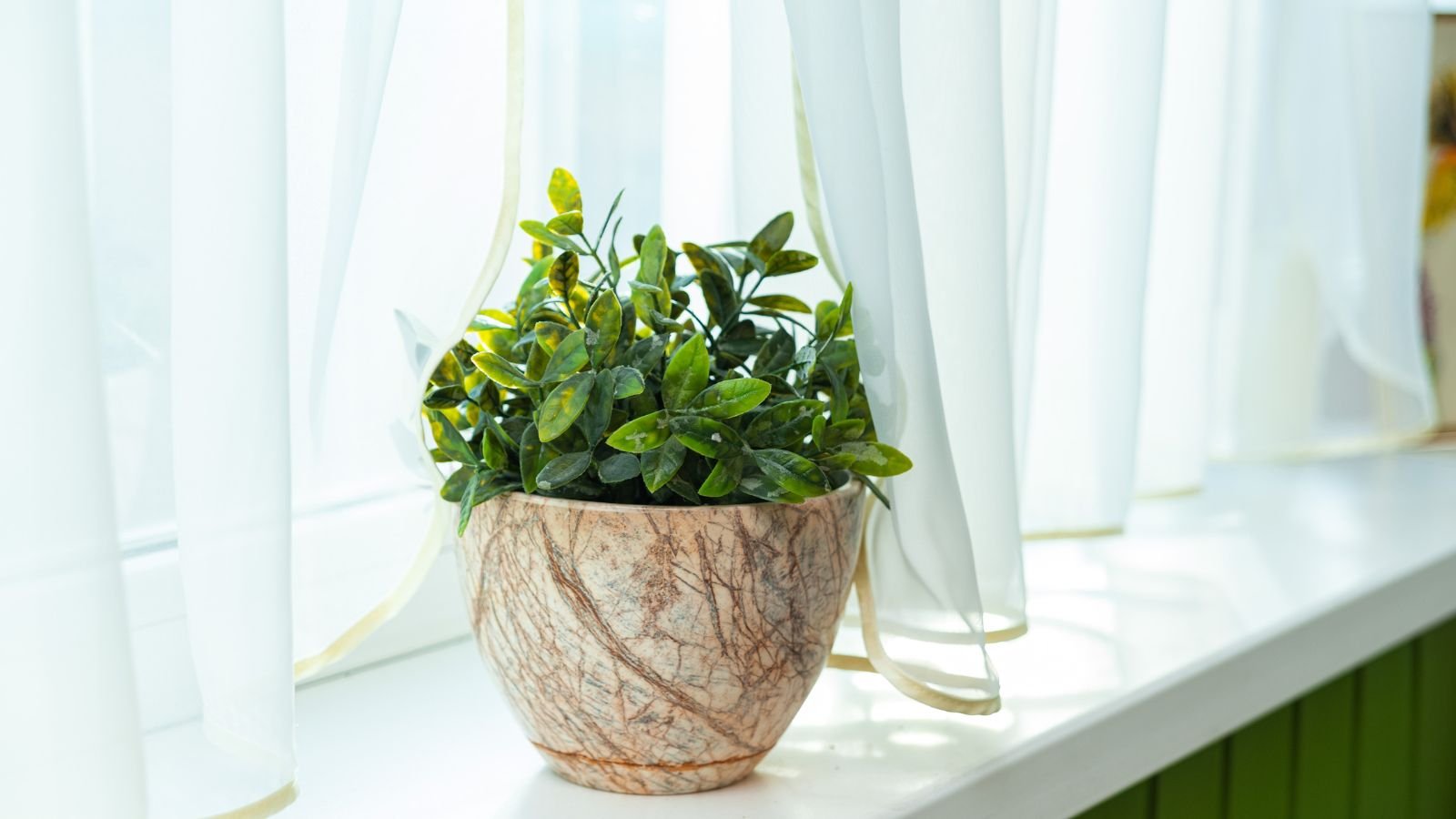 A close-up shot of a small, developing, potted plant, placed on a windowsill with sheer curtains, all situated in a well lit area indoors