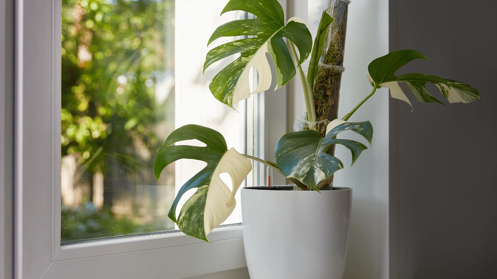 A close-up shot of a small, developing, potted indoor plant, placed near a window, in a well lit area indoors