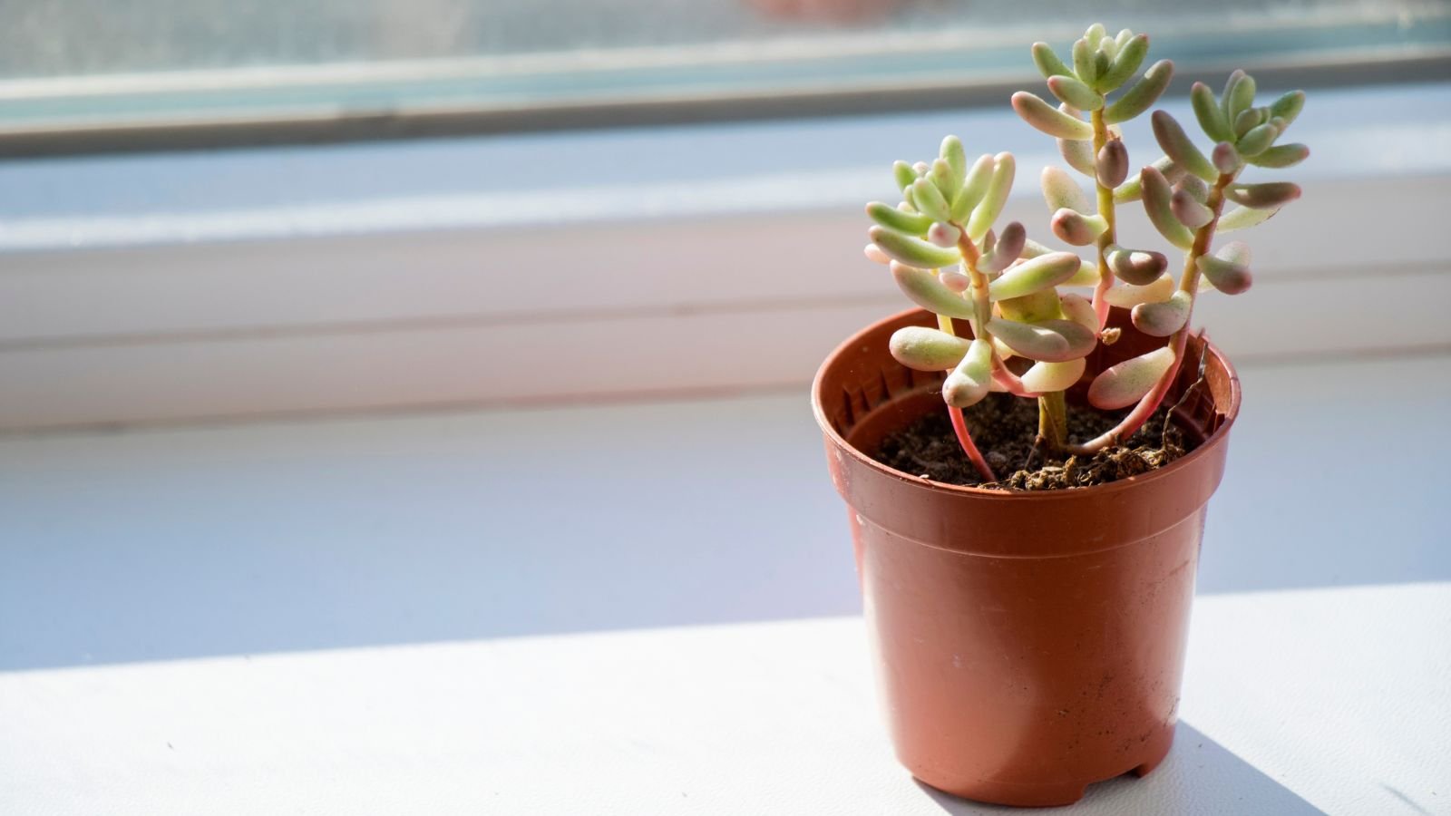 A close-up shot of a small potted succulent, placed on a windowsill, all situated in a well lit area indoors