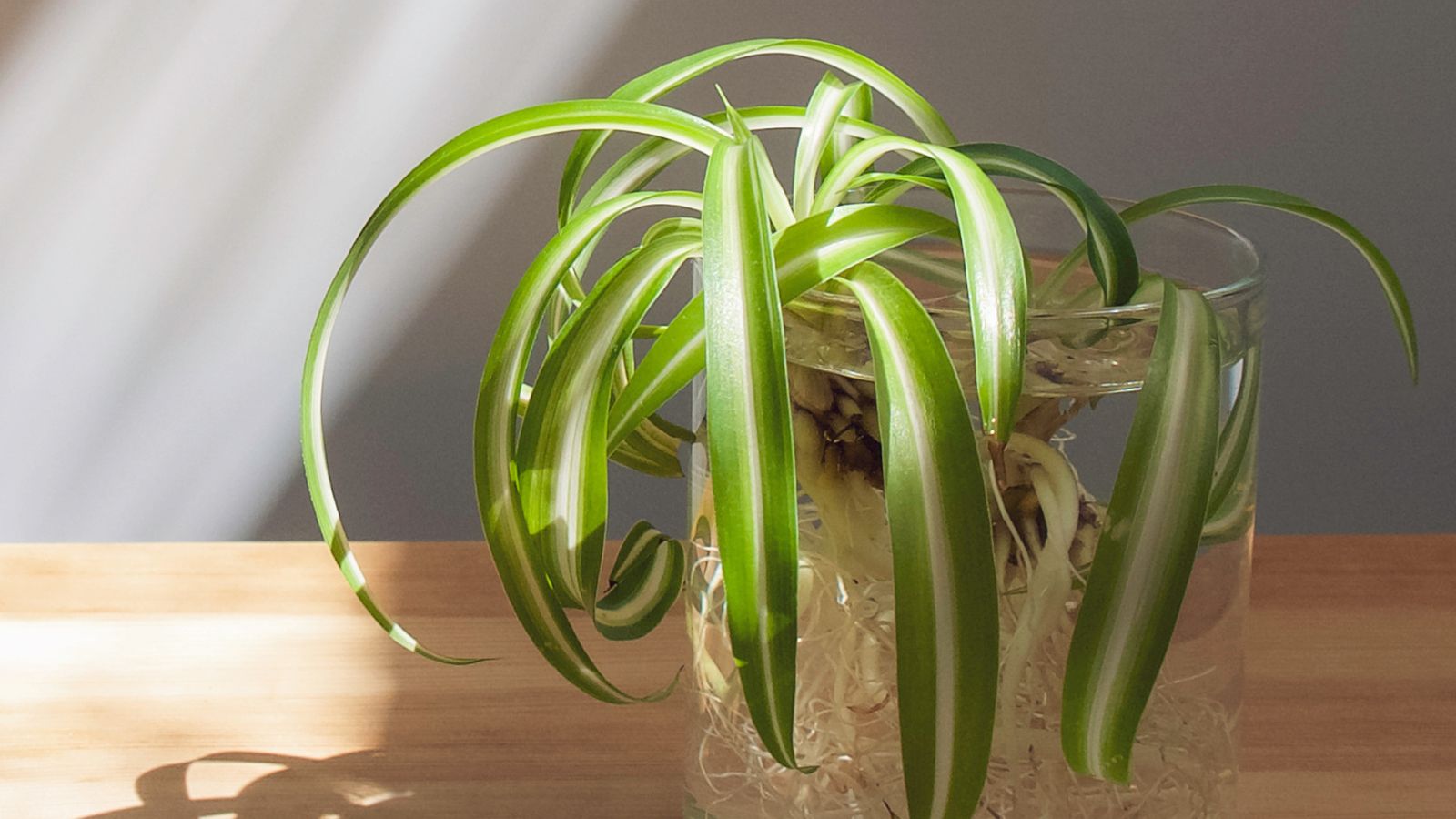 A close-up shot of composition of rooted slender leaves of a houseplant, placed on a container filled with liquid, basking in indirect light indoors