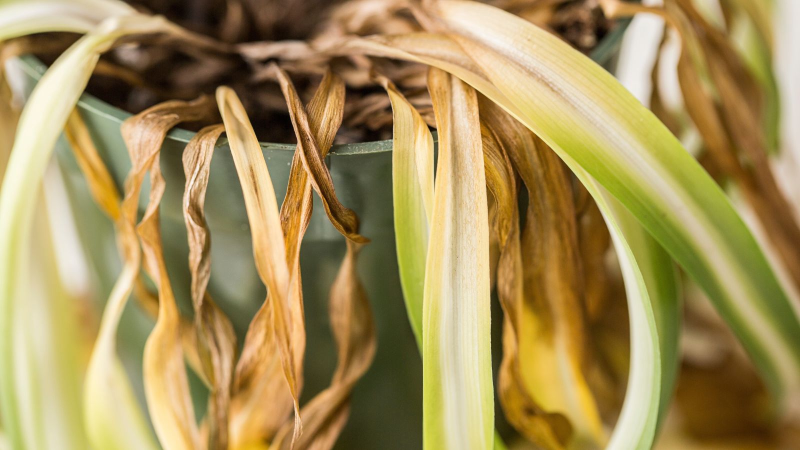 A close-up shot of slender diseased leaves of an indoor foliage, all dropping down from its green colored pot, all situated in a well lit area indoors