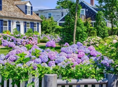 A shot of a composition of jewel tone colored flowers, showcasing blue, purple and pink hues, placed on a yard area, showcasing 2026 gardening trends