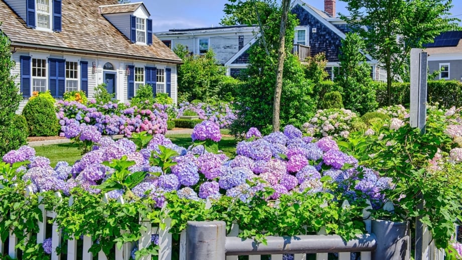 A shot of a composition of jewel tone colored flowers, showcasing blue, purple and pink hues, placed on a yard area, showcasing 2026 gardening trends