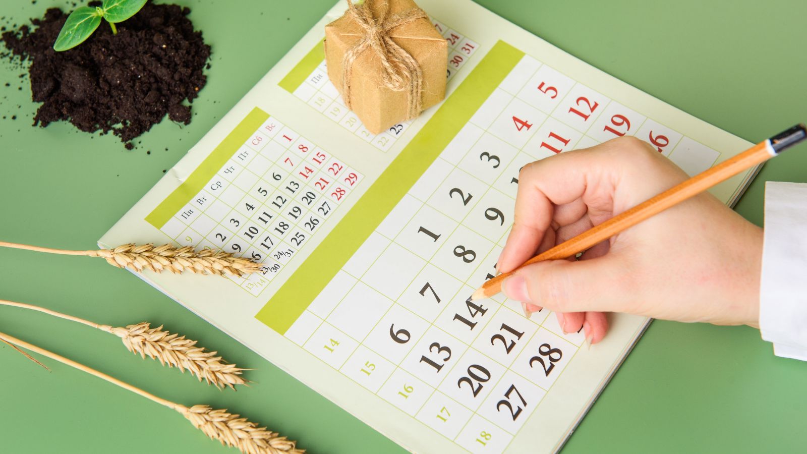 A shot of a person in the process of marking a calendar alongside seedlings, all situated in a well lit area