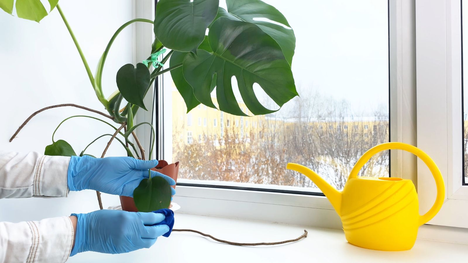 A shot of a person wearing gloves, in the process of tending to infested plants, placed near a window indoors