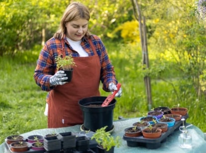 A woman transplanting tomato seedlings larger pots wearing an apron as a table is in front where the seedlings and containers are placed