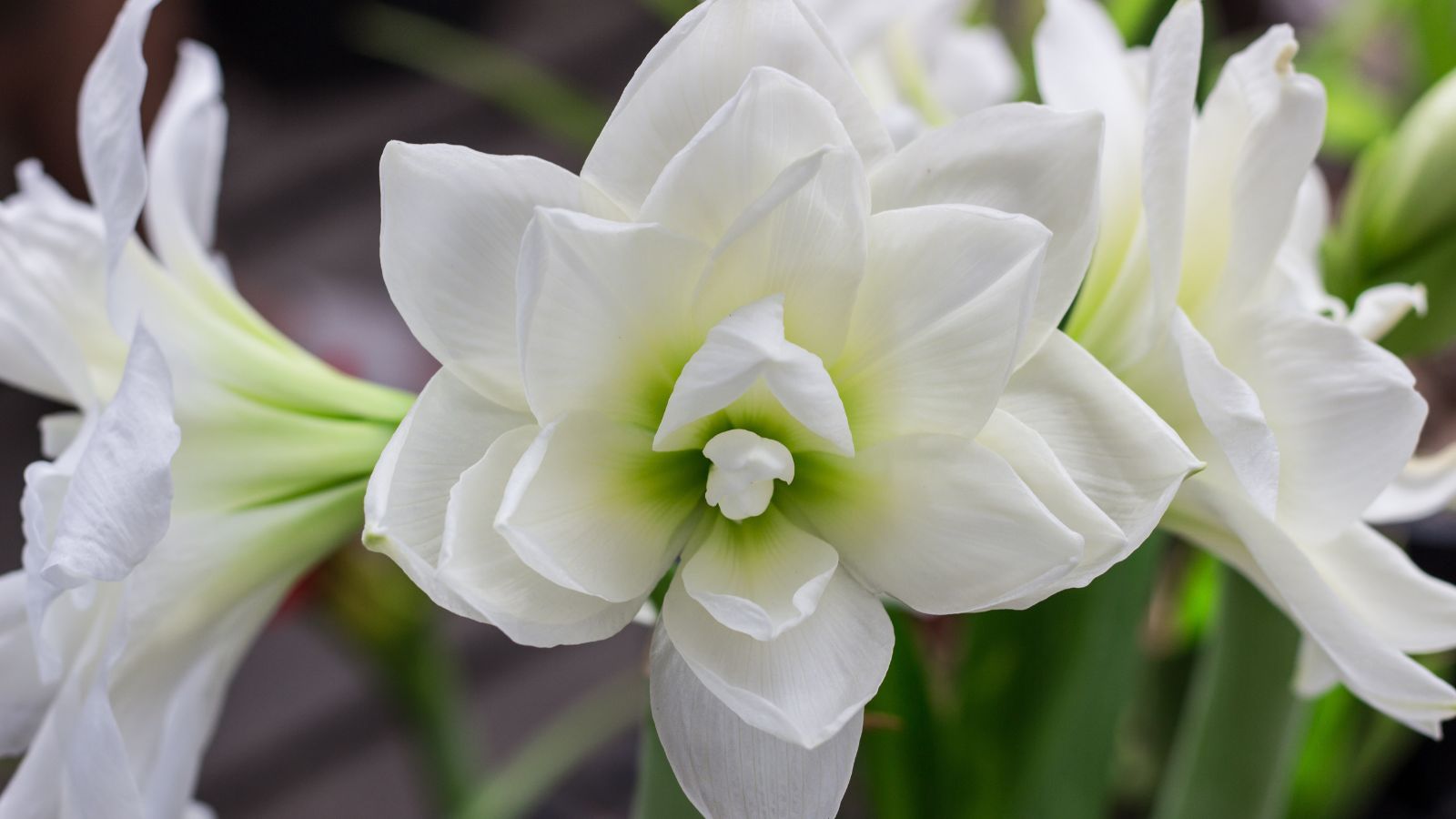 A close-up shot of a small composition of delicate white colored blooms of the Alfresco variety of fragrant flowers, all situated in a well lit area outdoors