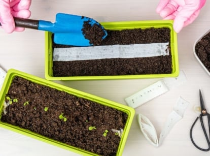 An overhead and close-up shot of a person in the process of plants sprouted seeds, showcasing how to pre-sprout seeds