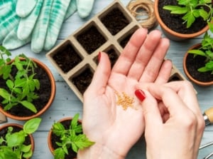 An overhead and close-up shot of a person's hands holding a small pile of yellow seeds, showcasing january seed starting calendar
